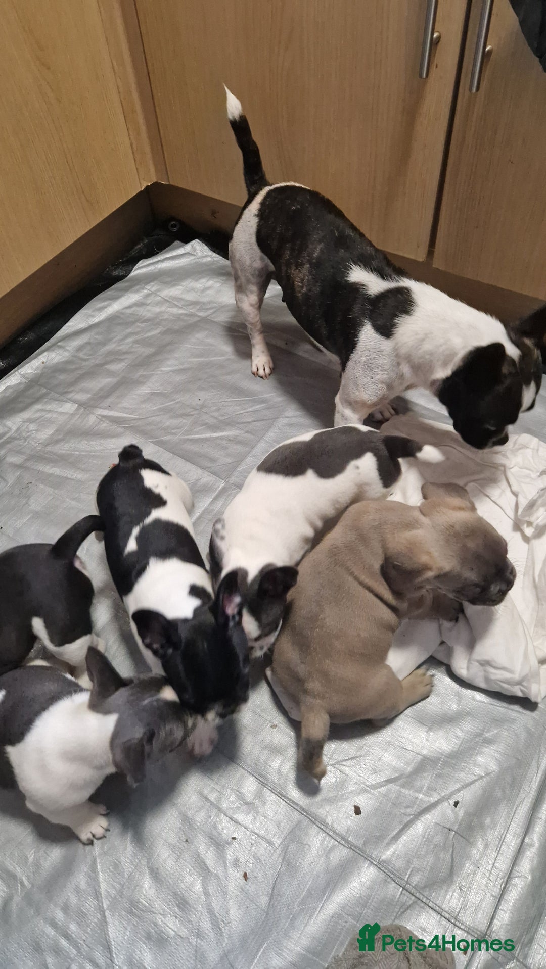 Mixed Breed dogs for sale: Fantastic 3/4 French bulldog and a 1/4 jack puppy - Image 23