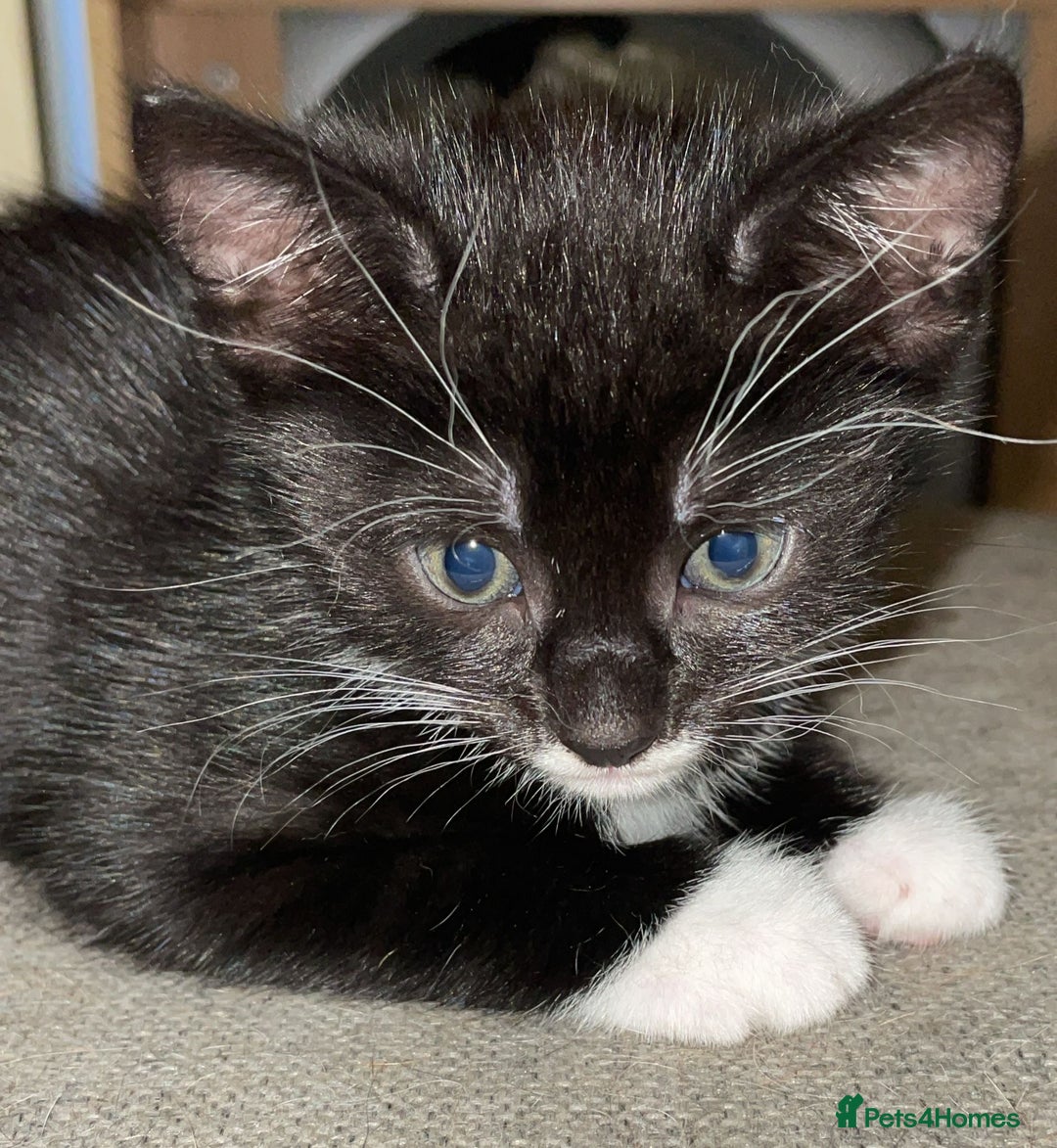 Mixed Breed cats for sale: Cute Adorable Kittens for Sale - Image 16