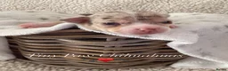 Chihuahua dogs for sale: Beautiful Chihuahua Puppies Raised in Loving Home - Advert 26