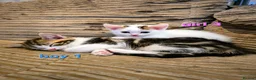 Mixed Breed cats for sale: 8 Adorable Kittens Looking for Their New Homes - Advert 24