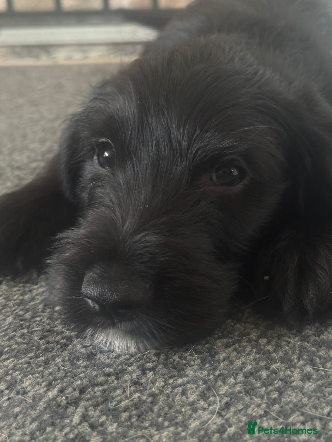 Mixed Breed dogs for sale: Labradoodle lurcher - Advert 10