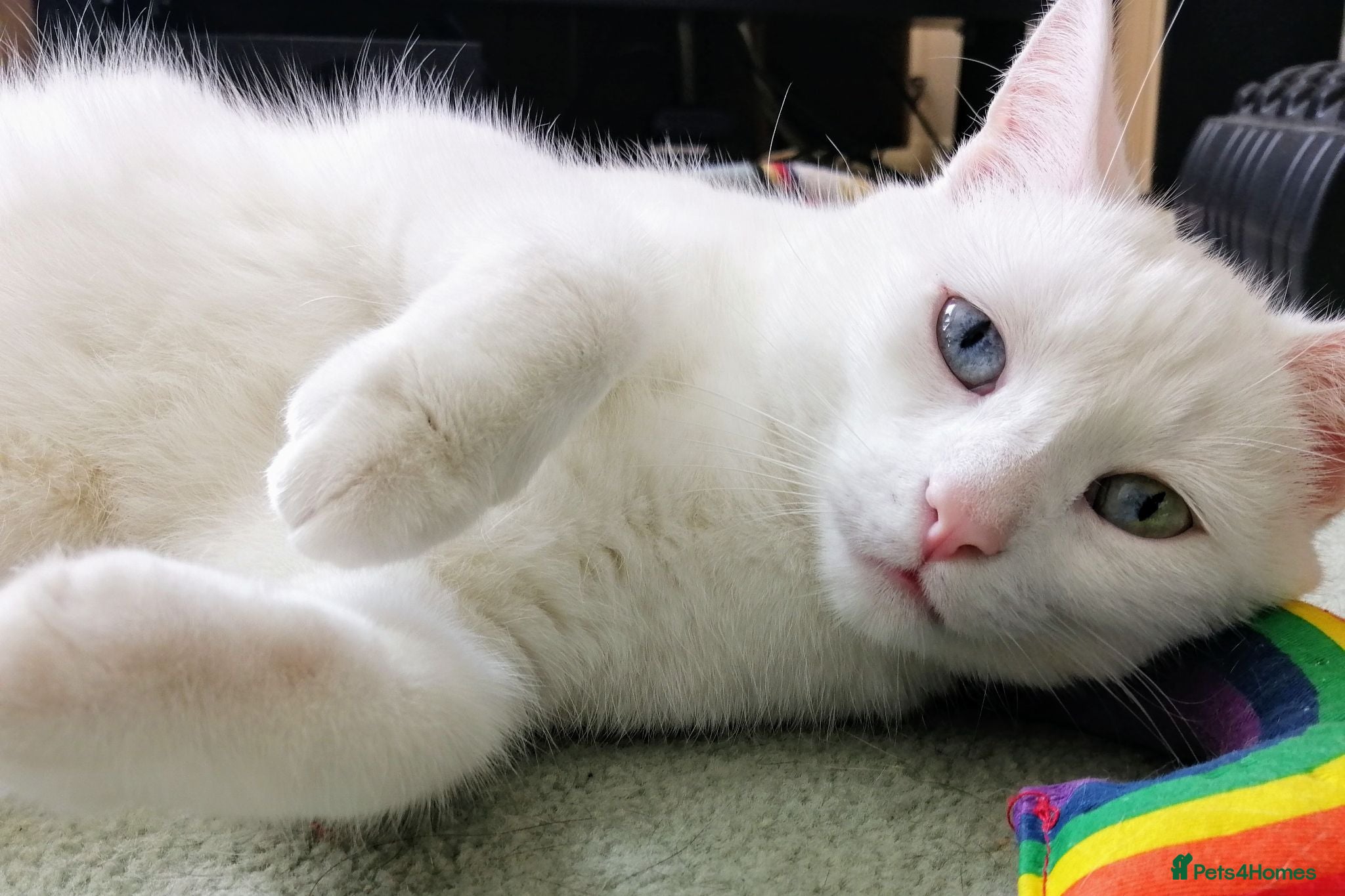 British Shorthair cats Lulu is looking for a new home. - Advert 2