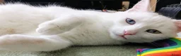 British Shorthair cats for sale: Lulu is looking for a new home. - Advert 1
