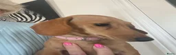Miniature Dachshund dogs for sale: Smooth haired female mini dachshund pup - Advert 7