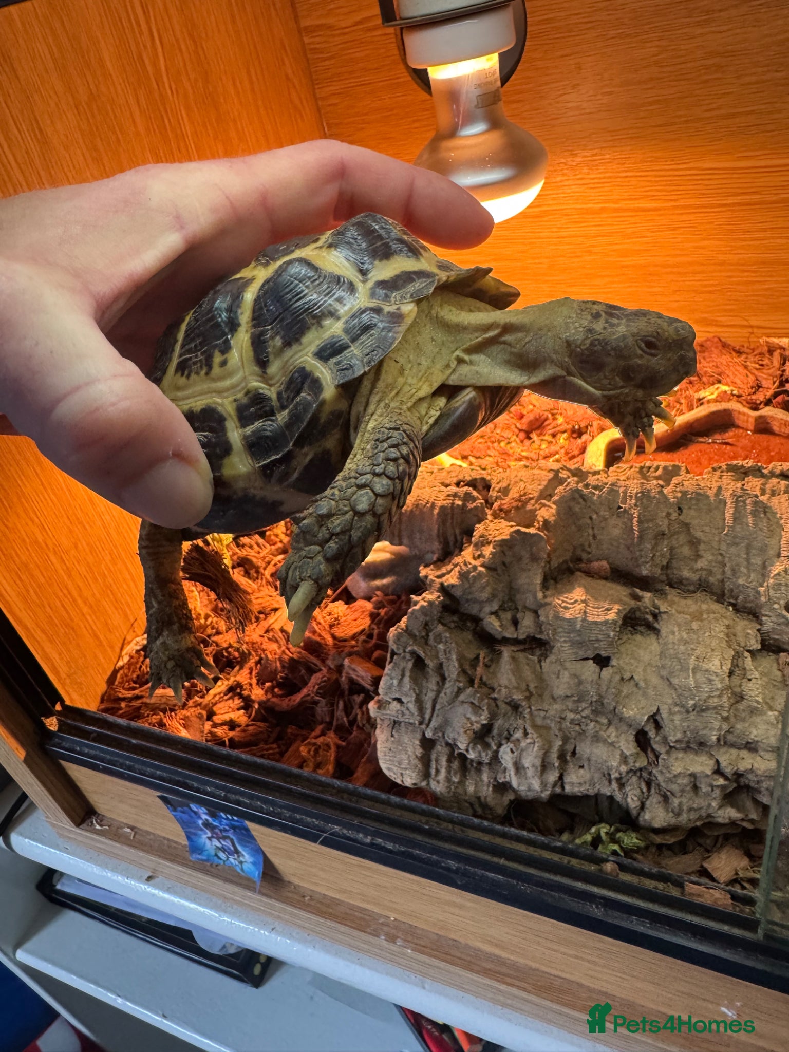 Tortoise reptiles Tortoise Russian  - Advert 1