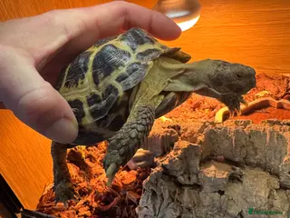 Tortoise reptiles Tortoise Russian - Advert 1