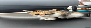 Mixed Breed 4