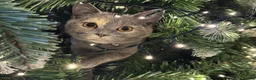 Maine Coon cats for sale: British shorthair X Mainecoon - Advert 12