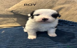 Border Collie dogs for sale: Border collie puppies for sale!!!❤️ - Image 1