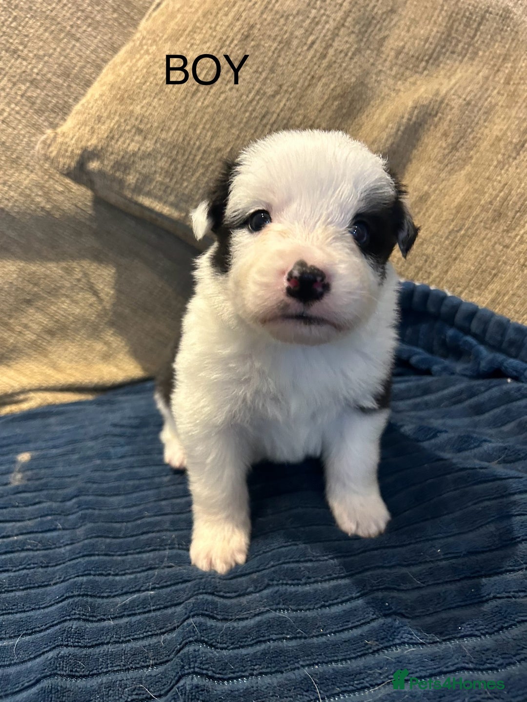 Border Collie dogs for sale: Border collie puppies for sale!!!❤️ - Image 1