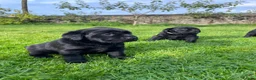 Labrador Retriever dogs for sale: Beautiful Black Labrador Puppies  in Lampeter - Advert 10