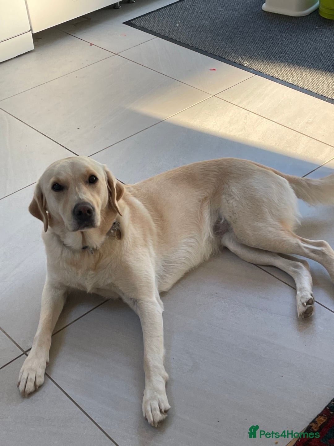 Goldador dogs for sale: Lovely Rowan needs new home. - Image 3