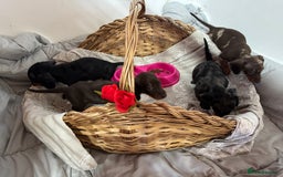 Miniature Dachshund dogs for sale: MINIATURE DACHSHUND PUPPIES  - Advert 3