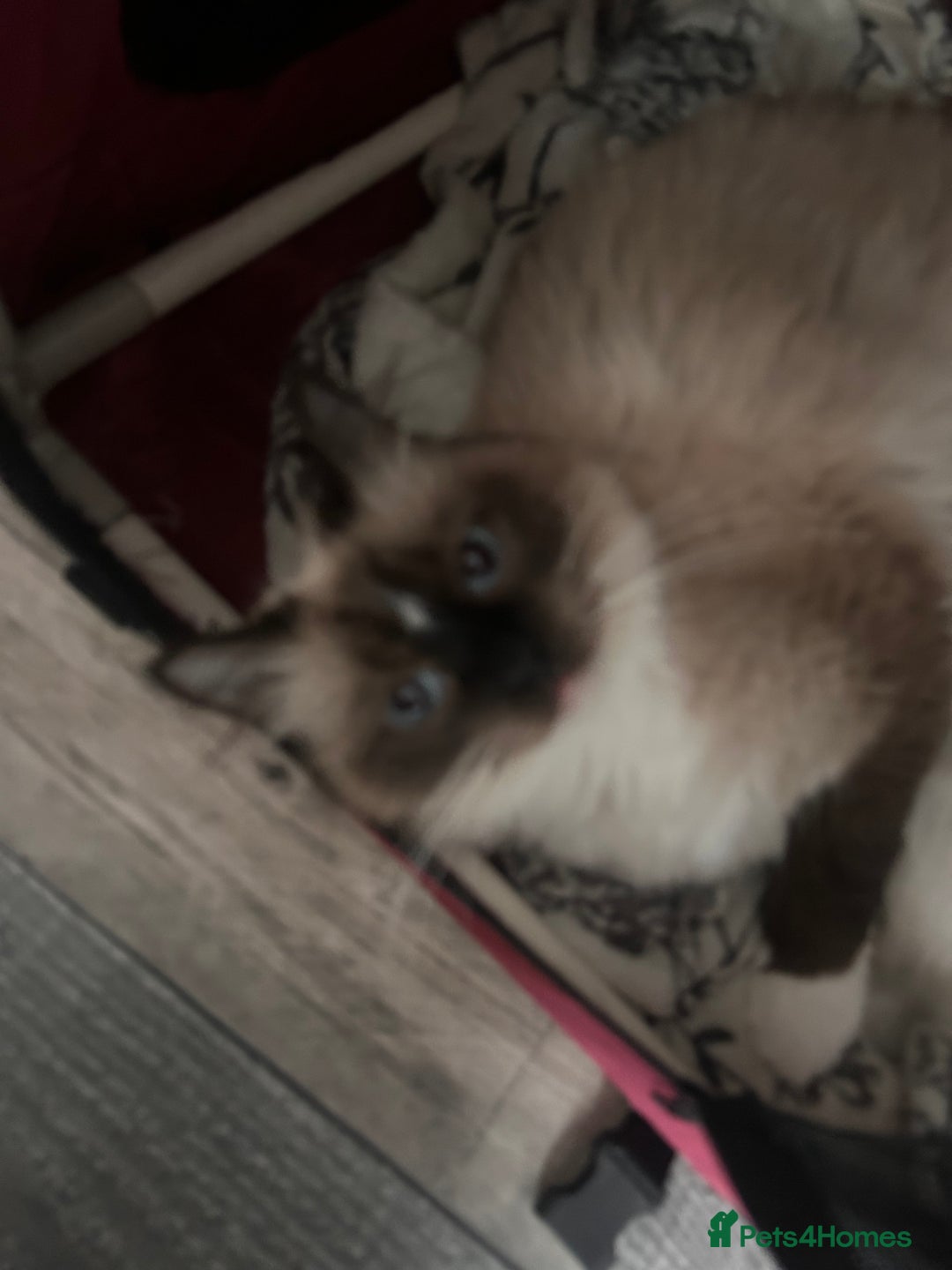 Ragdoll cats for sale: Beautiful pedigree blue point seal point Ragdolls - Image 9