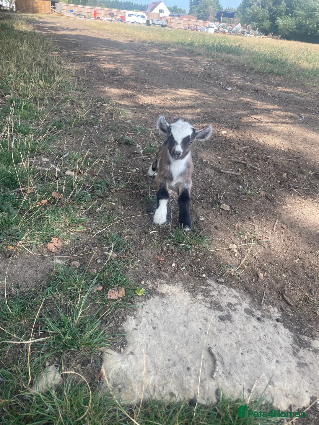 Goats livestock for sale: Pygmy goats - Advert 1