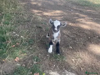 Goats livestock Pygmy goats - Advert 9