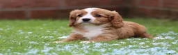 Cavapoo dogs for sale: Beautiful Cavapoo puppies for sale - Advert 25