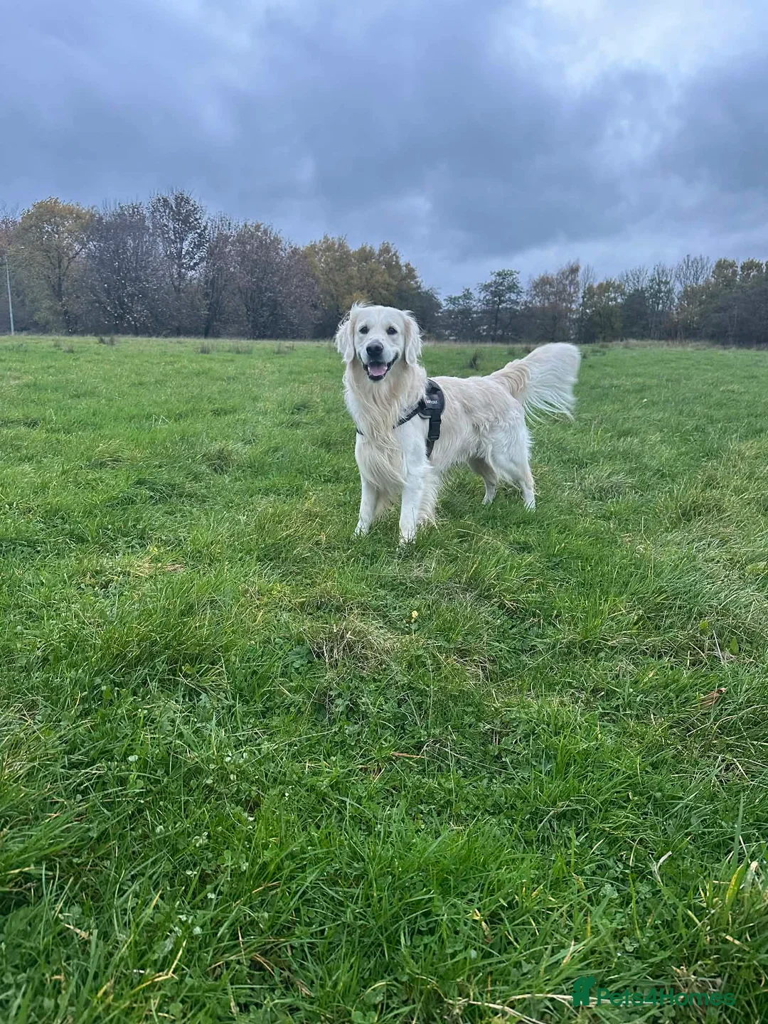 Goldador dogs for sale: Stunning Goldador Litter expected - Advert 5