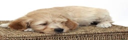 Australian Labradoodle dogs for sale: Australian labradoodles from Annetteslabradoodles  - Advert 27
