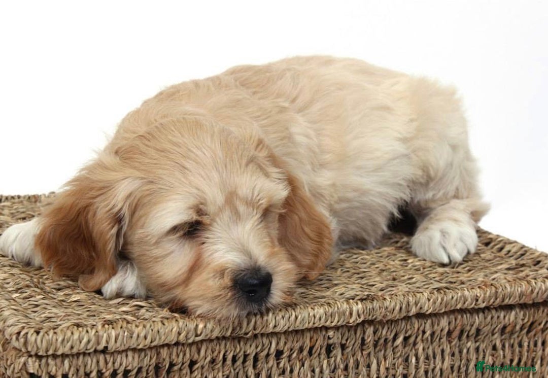 Australian Labradoodle dogs for sale: Australian labradoodles from Annetteslabradoodles  - Advert 27