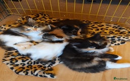 Maine Coon cats for sale: Maine Coon kittens  - Image 1