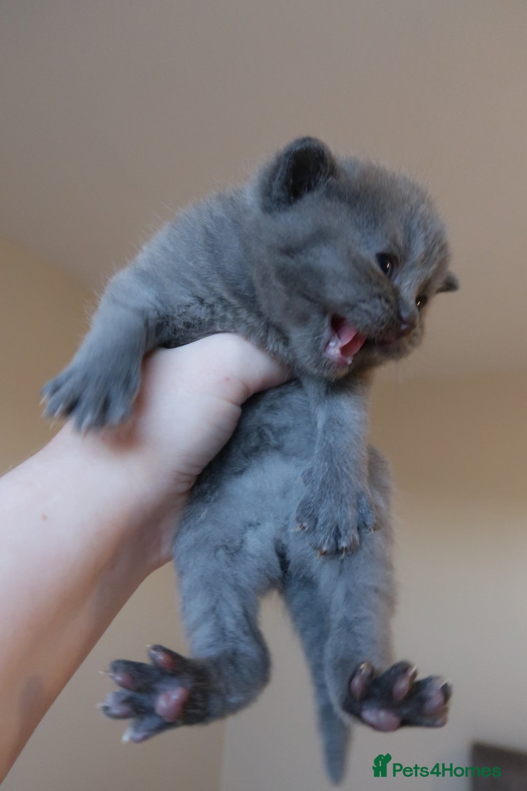 British Shorthair cats for sale: 2 left -GCCF Registered British Shorthair Kittens  - Advert 6