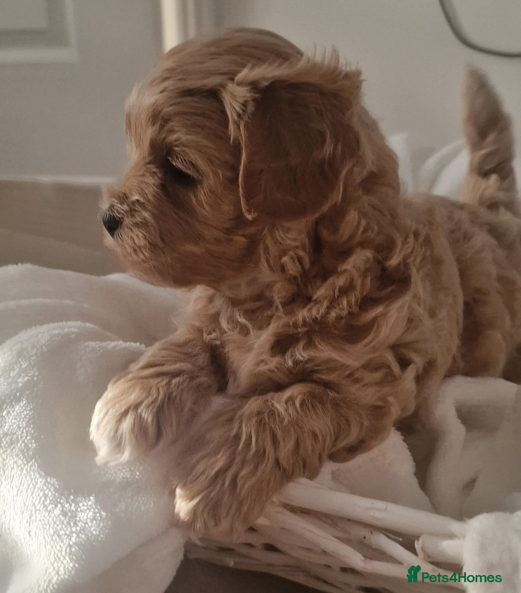 Maltipoo dogs Maltipoo - Advert 1