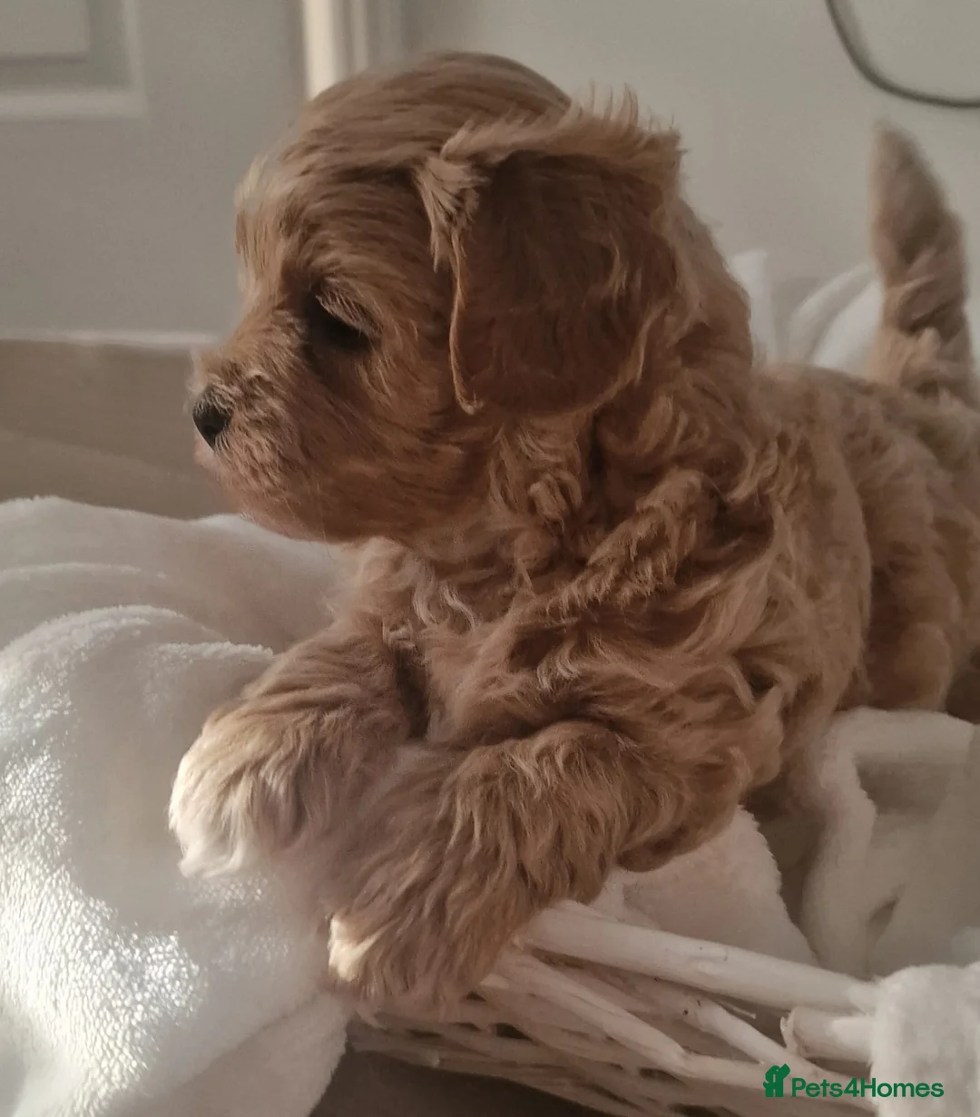 Maltipoo dogs for sale: Maltipoo - Advert 1