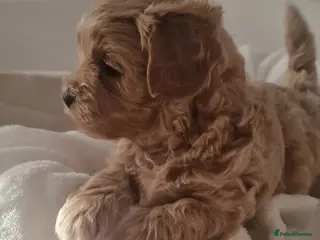 Maltipoo dogs Maltipoo - Advert 1