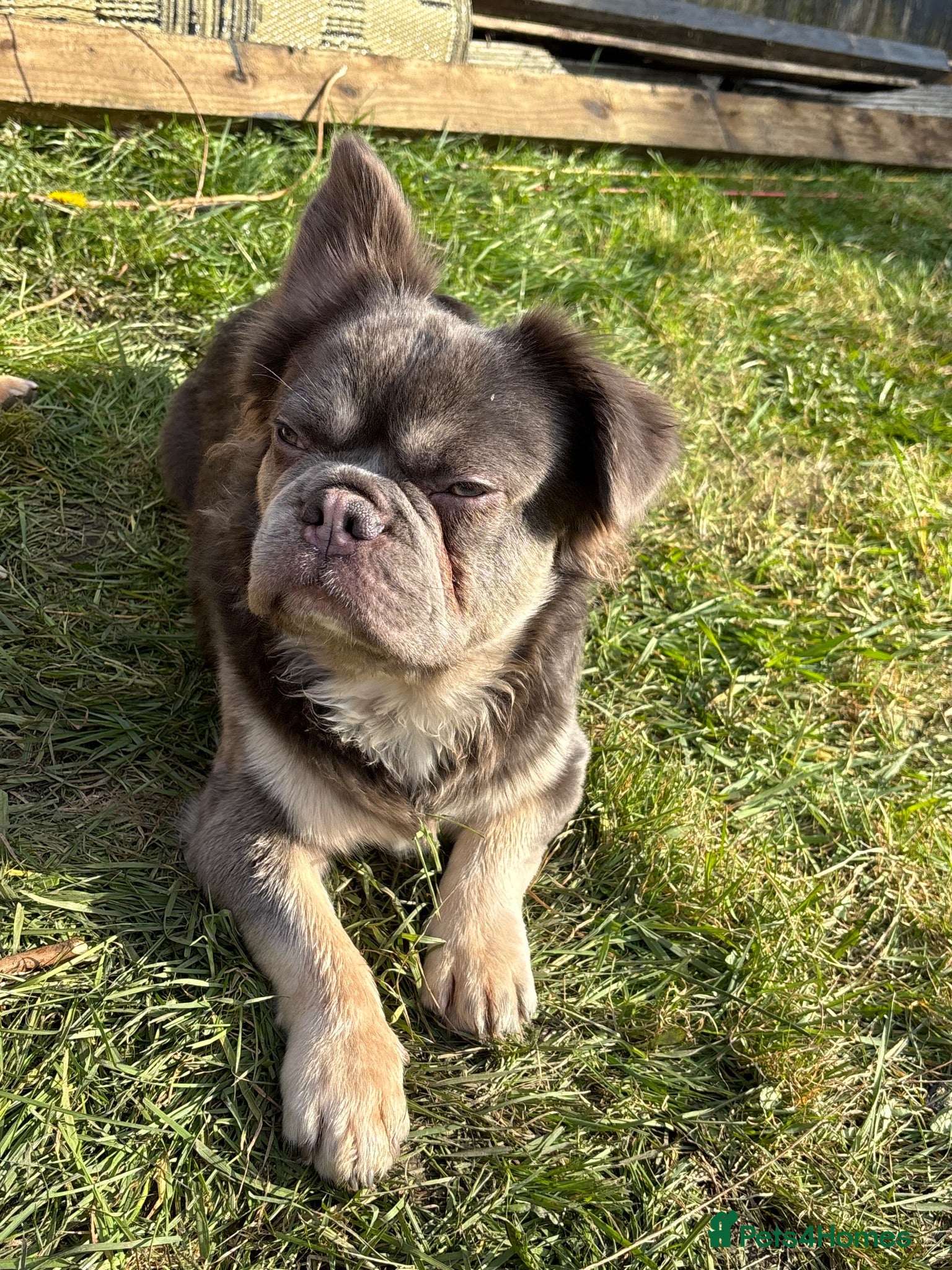 French Bulldog dogs This is Brodie our fluffy french bulldog 💙 - Advert 1