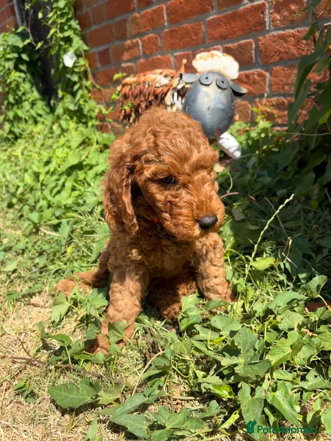 Cockapoo dogs for sale:  All puppies now rehomed 🐾🐾🐾 - Advert 2