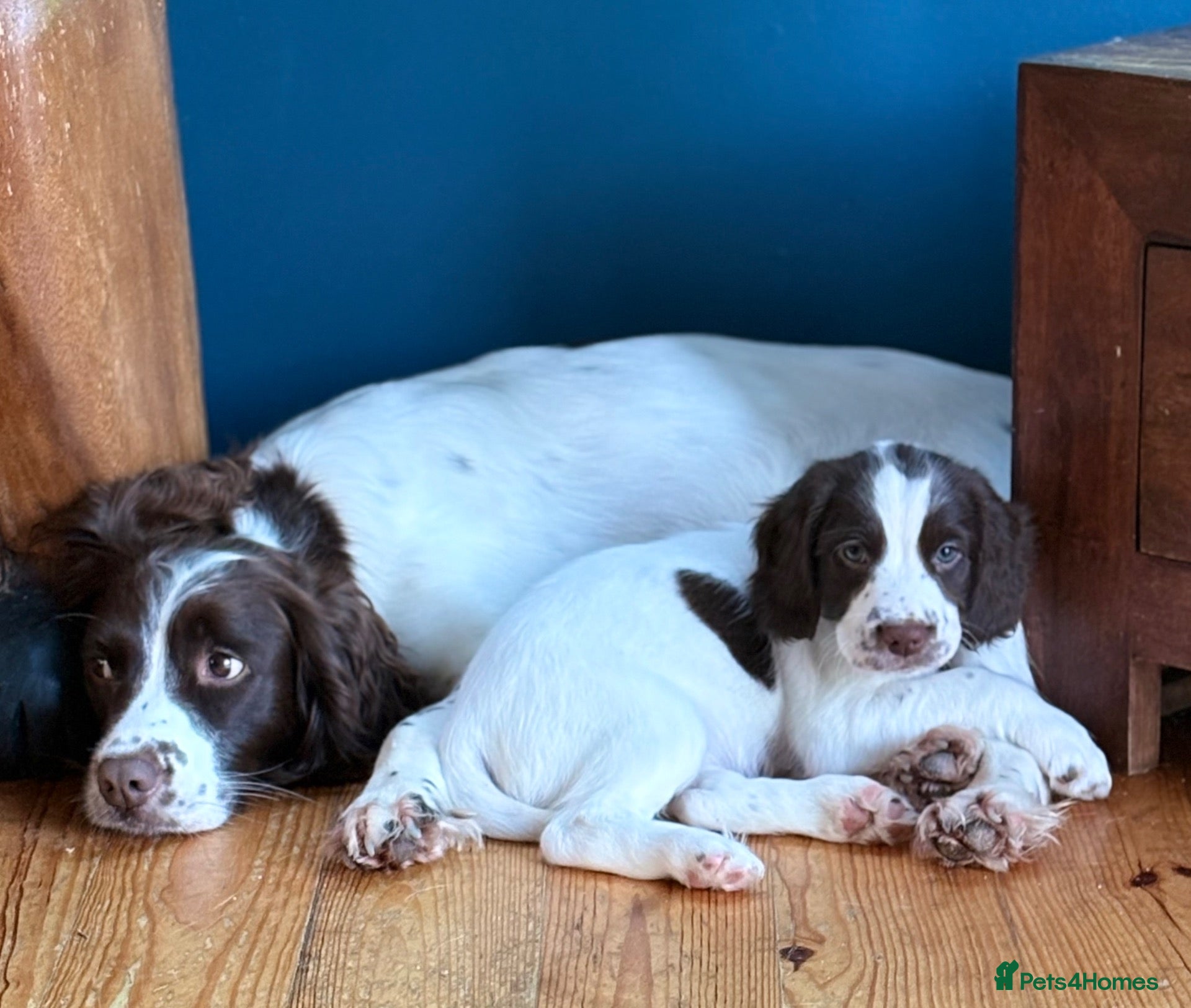 English Springer Spaniel dogs for sale: Gorgeous Springer Spaniel Pups - Advert 6