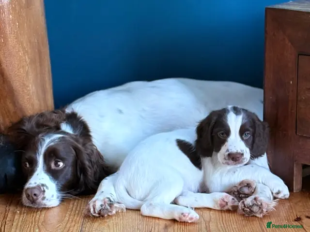 English Springer Spaniel dogs for sale: Gorgeous Springer Spaniel Pups - Advert 6