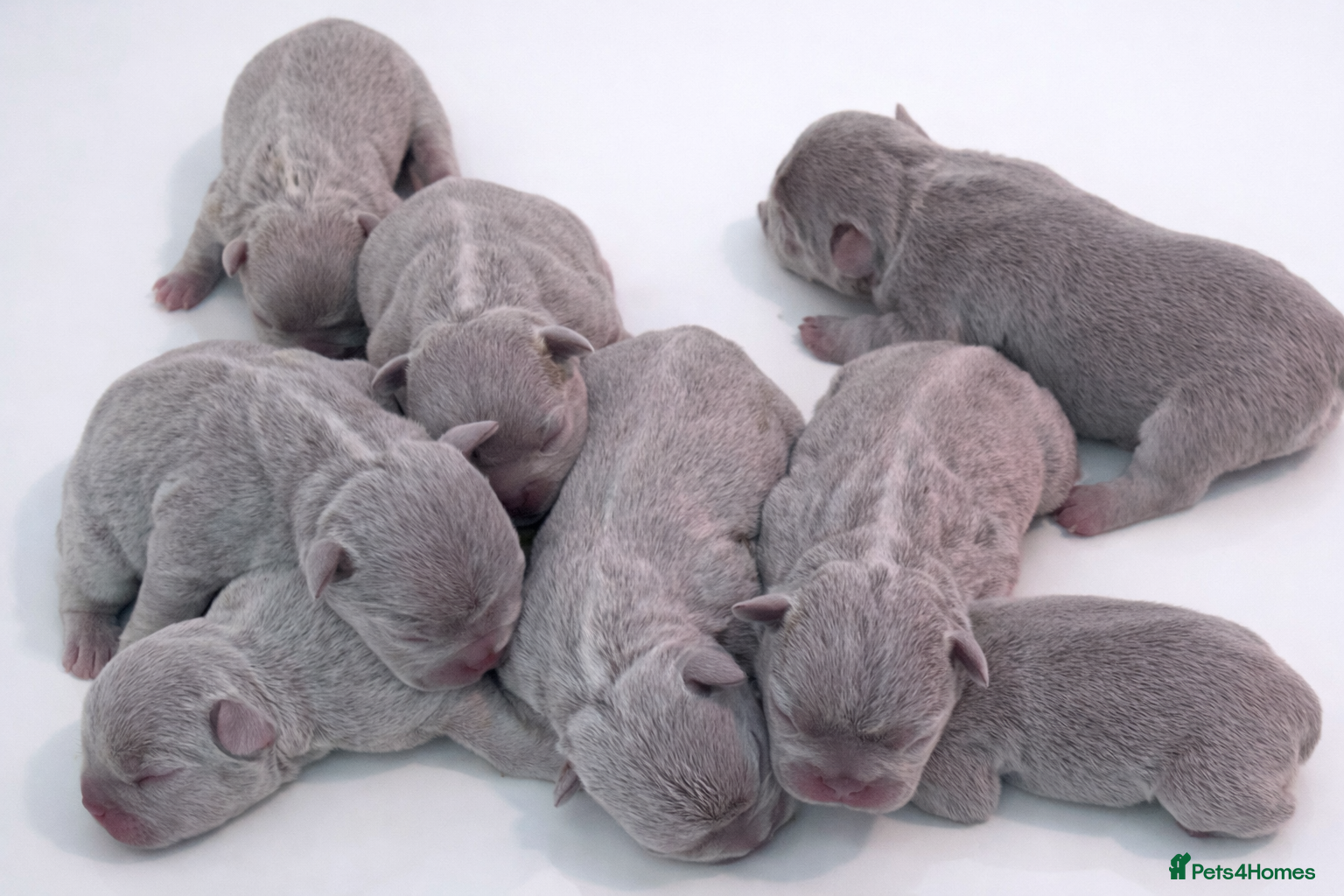 French Bulldog dogs French bulldog lilac colour  - Advert 4