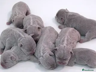 French Bulldog dogs French bulldog lilac colour - Advert 4