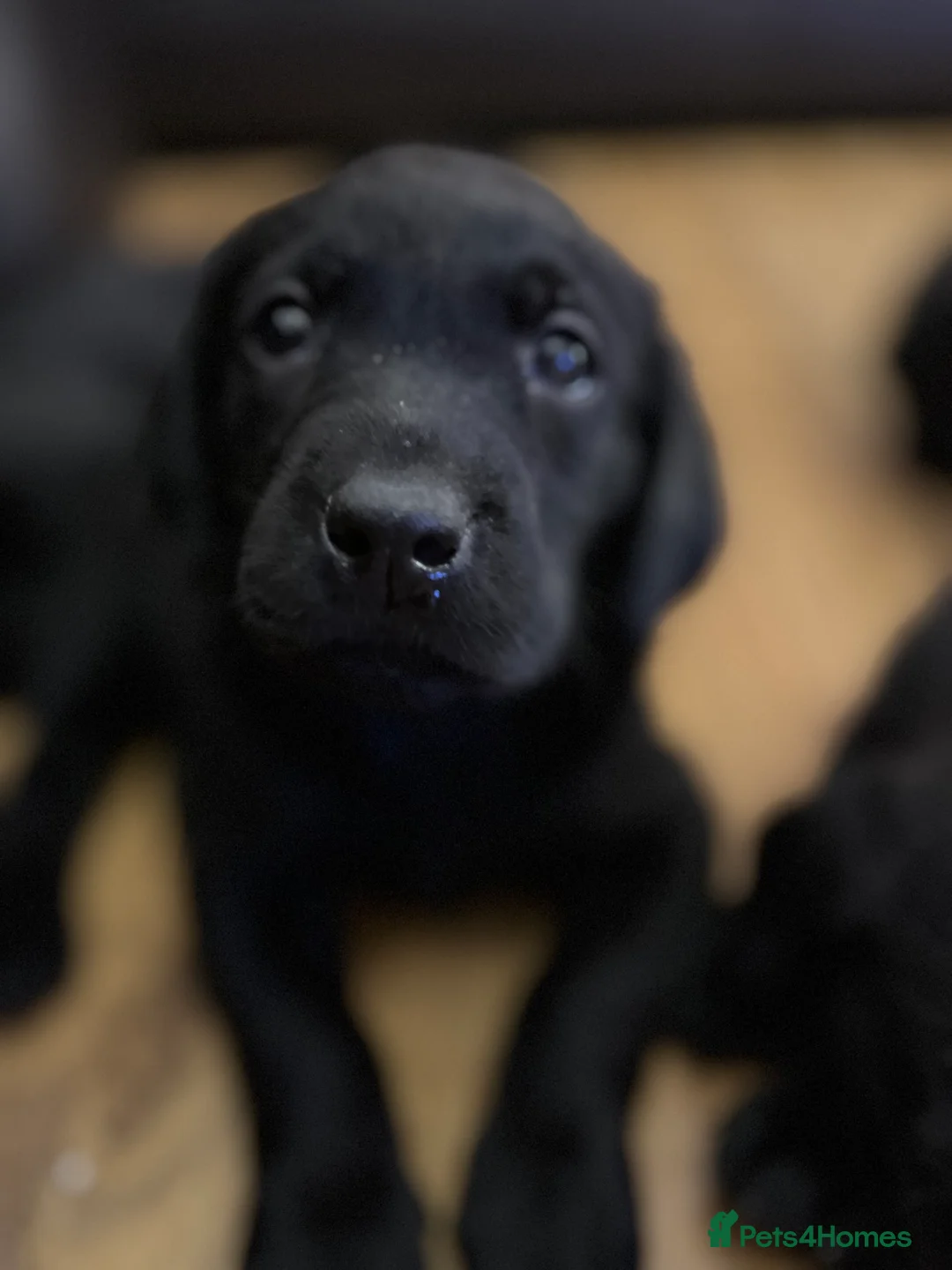 Labrador Retriever dogs for sale: KC Registered Labrador Retriever  - Advert 2