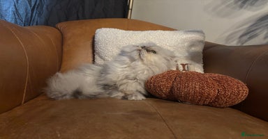 Persian cats - Advert 9