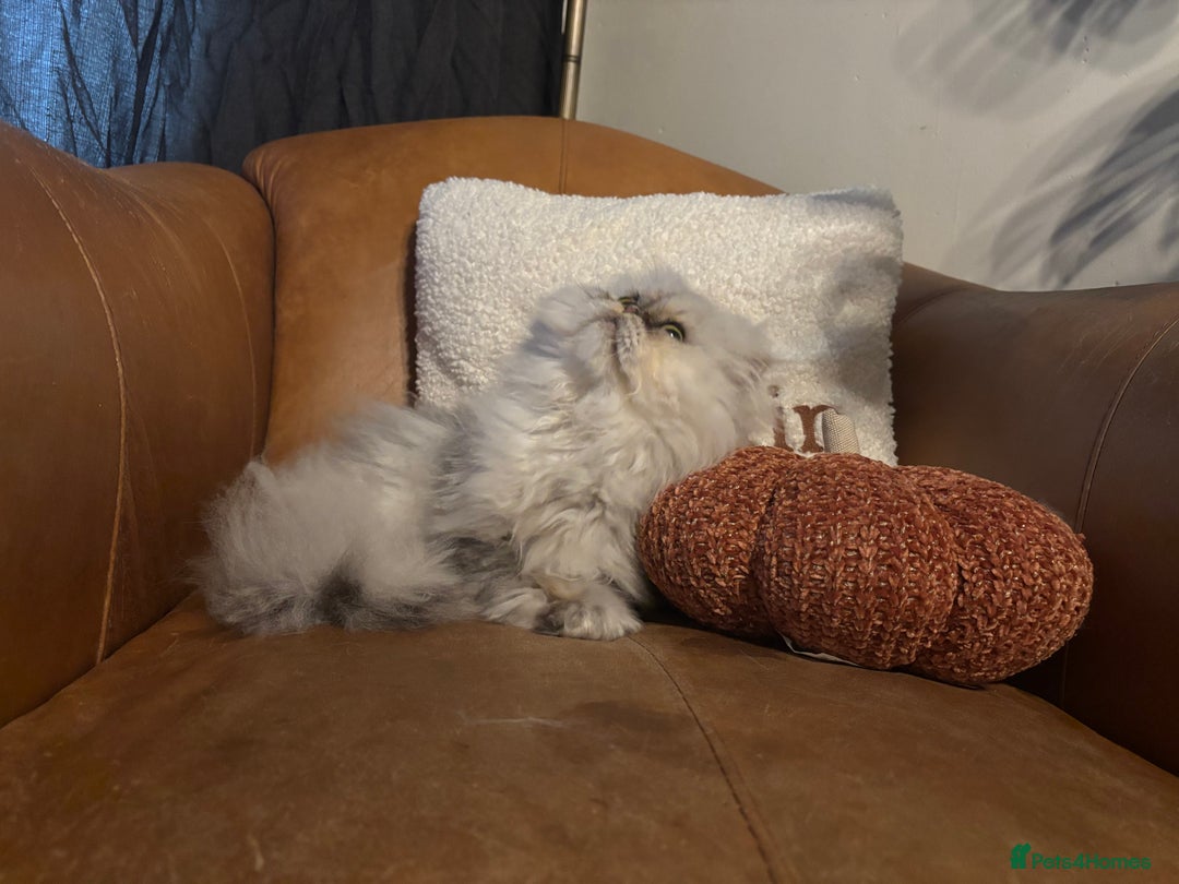 Persian cats for sale: Beautiful Persian Male  - Image 3