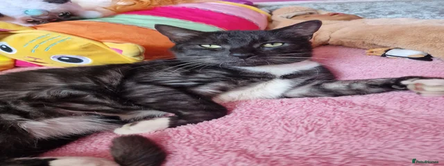 Ghost tabby 