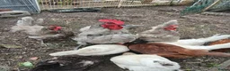 Mixed Breed poultry for sale: Fresh hatching eggs from mixed hens - Advert 4