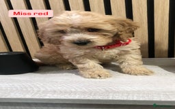 Cockapoo dogs for sale: F1b toy cockapoo puppies - Image 32
