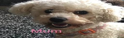 Poochon dogs for sale: 🌺3 POOCHON GIRLS in CHESHIRE🌺-Ready Fri  - Advert 7