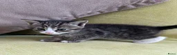 Mixed Breed cats for sale: LAYLA’S GORGEOUS LITTER OF FIVE 🐱 🐈 🐈‍⬛ 🐱 🐈  - Advert 25