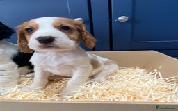 Cocker Spaniel dogs for sale: Cocker Spaniel puppies - Image 17