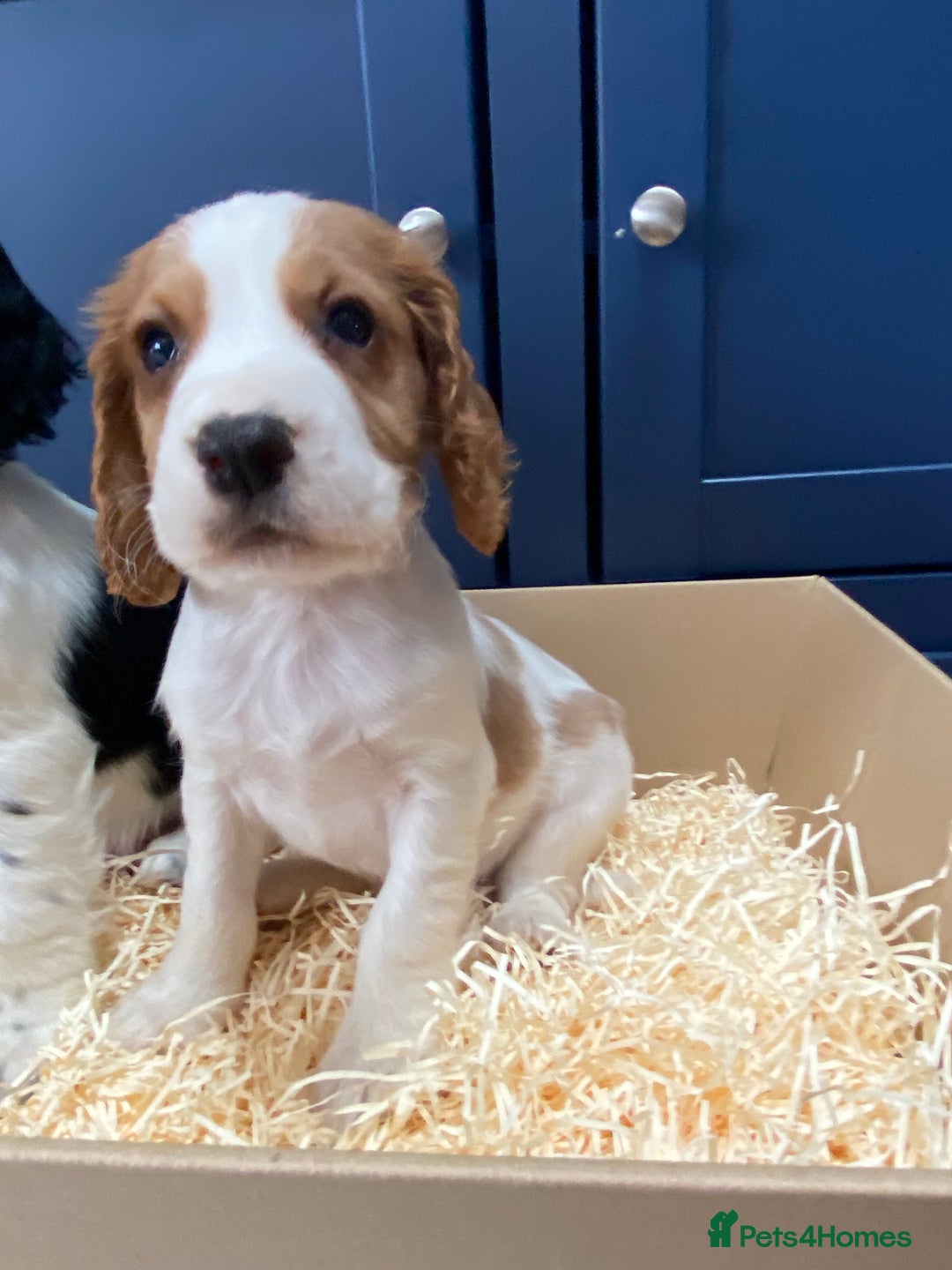 Cocker Spaniel dogs for sale: Cocker Spaniel puppies - Image 17