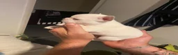 French Bulldog dogs for sale: Adorable cute frenchie puppys in Maldon - Advert 5