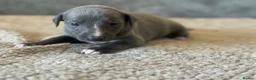 Whippet dogs for sale: KC REGISTERED BLUE SHOW TYPE WHIPPETS - Advert 8