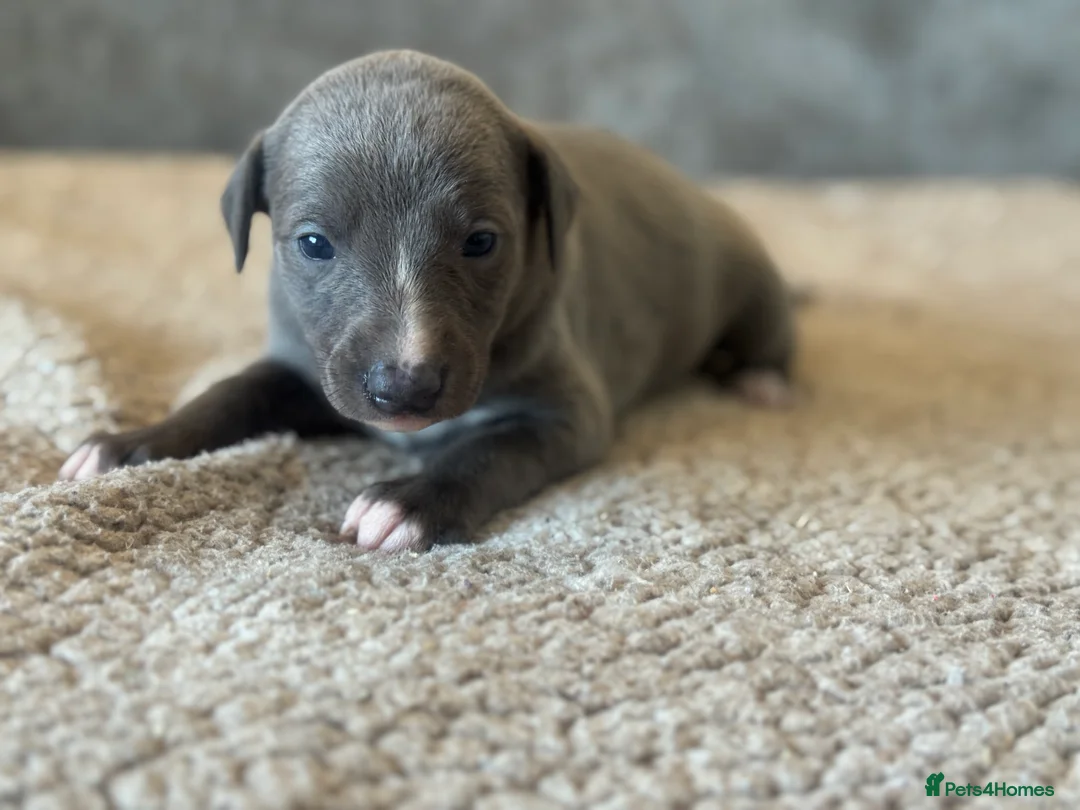 Whippet dogs for sale: KC REGISTERED BLUE SHOW TYPE WHIPPETS - Advert 8