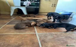 Dachshund dogs for sale: Our dwarf sausages are looking for a family🙃 - Image 24