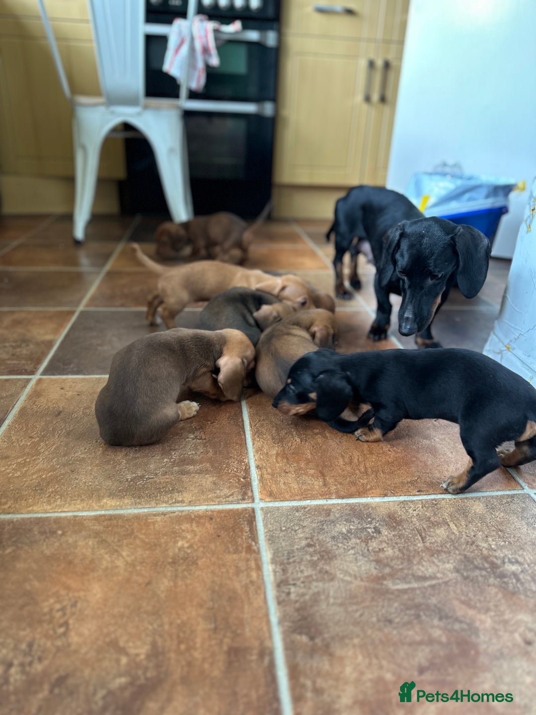 Dachshund dogs for sale: Our dwarf sausages are looking for a family🙃 - Image 24